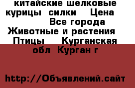 китайские шелковые курицы (силки) › Цена ­ 2 500 - Все города Животные и растения » Птицы   . Курганская обл.,Курган г.